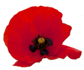 red poppy